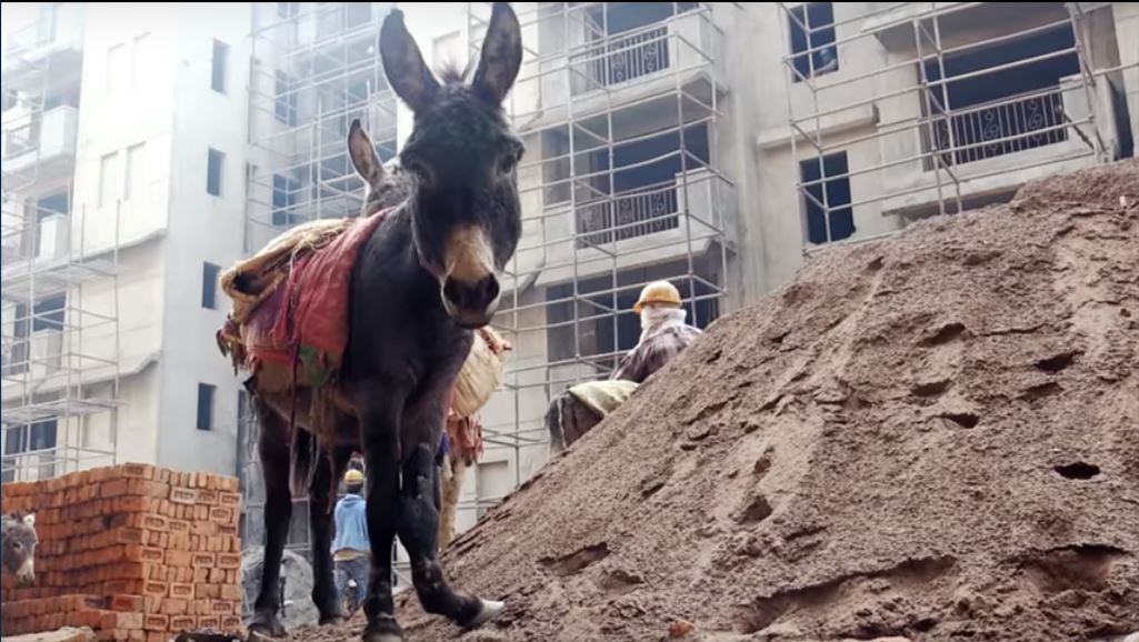 Discarded donkeys and delicate children's hearts